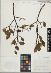 Foto von Salix mielichhoferi Saut.